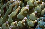 Bulb-tentacle sea anemone