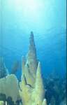 Pillar Coral (18k)