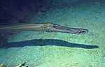 Trumpetfish (20k)