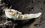 Glossodoris atromarginata