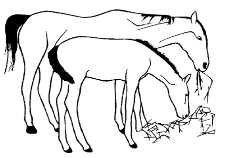 Disegni da colorare for Immagini di cavalli da disegnare