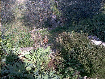L'orto privato con molte erbe santostefanesi