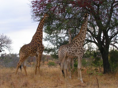 Giraffe al Kruger Park
