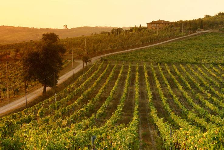 Previously know for its squat straw bottles, Chianti Tuscan vineyards at 