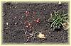 drosera occidentalis australis 01.jpg