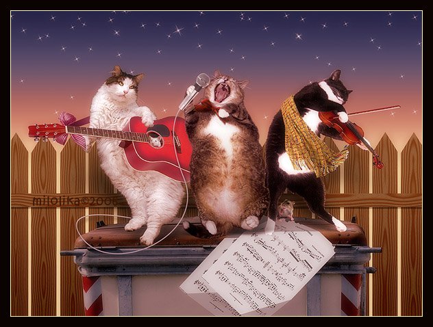 Musica sui gatti