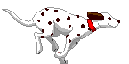 CANE dalmata