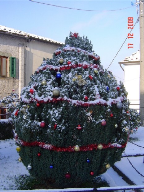 Albero di Natale in Piazza