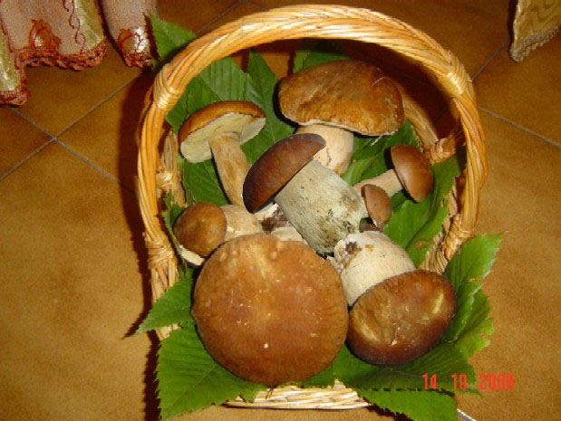 Funghi porcini di Brandeglio