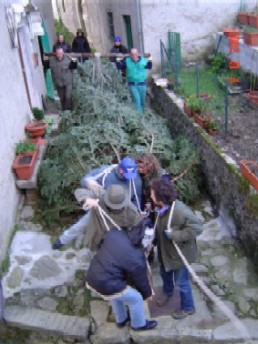 IL TAGLIO ED IL TRASPORTO DELL'ALBERO