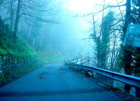 Sassi ed alberi lungo la strada