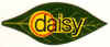 DF05-01 - Daisy - A.JPG (15848 bytes)