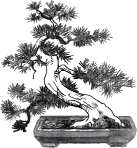 Bonsai