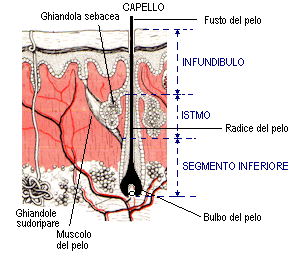 Struttura E Crescita Dei Capelli