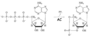 Atp_Ampc