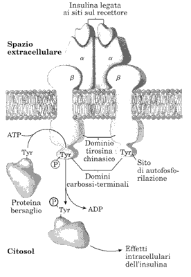 rec_insulina