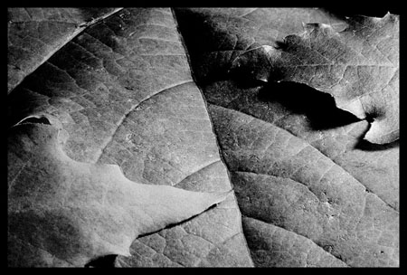 dirty leaves 02