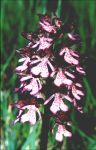 orchis purpurea