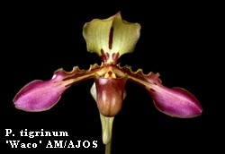 P. tigrinum 'Waco' AM/AJOS
