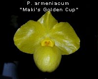 Paphiopedilum armeniacum 'Maki's Golden Cup'
