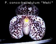 Paphiopedilum conco-bellatulum 'Maki'