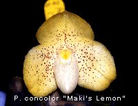 Paphiopedilum concolor 'Makis Lemon'