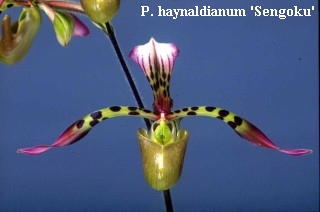 P. haynaldianum 'Sengoku'
