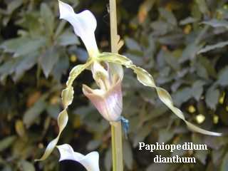 Paphiopedilum dianthum