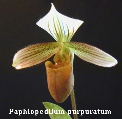 Paphiopedilum purpuratum