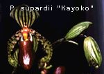 P. supardii 'Kayoko'