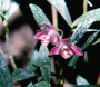 Dendrobium_kingianum.jpg