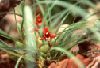 Maxillaria_tenuifolia.jpg
