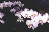 Phalaenopsis_ibrido.jpg