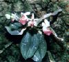 Phalaenopsis_parishii.jpg