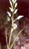 Cephalanthera_longifolia.jpg