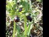 ophrys_fusca_5.jpg