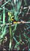 Ophrys_lutea_minor.jpg