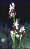 Ophrys_thyrrena.jpg