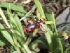 ophrys_vernixia_ciliata_2.jpg