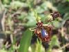 ophrys_vernixia_ciliata_5.jpg