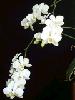 phalaenopsis_bianca.jpg
