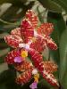 phalaenopsis_fasciata.jpg