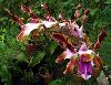 Dendrobium_lasianthera.jpg