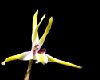 Maxillaria_luteoalba.jpg