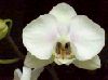 Phalaenopsis-JPEG.jpg