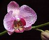Phalaenopsis_sp._JPG.jpg