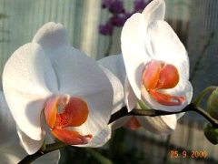 phalaenopsis ibrido