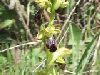 ophrys_fusca_1.jpg