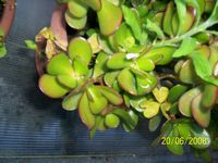 Crassula ovata