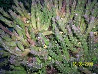 Stapelia variegata